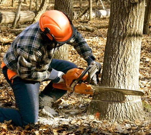 Tree Removal in Irvine, PA